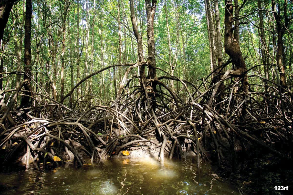 Forestry Carbon