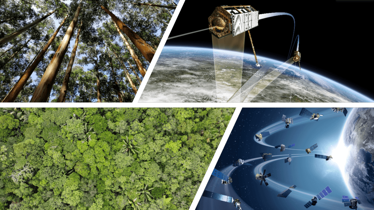 SAR and satellite remote sensing for forest monitoring
