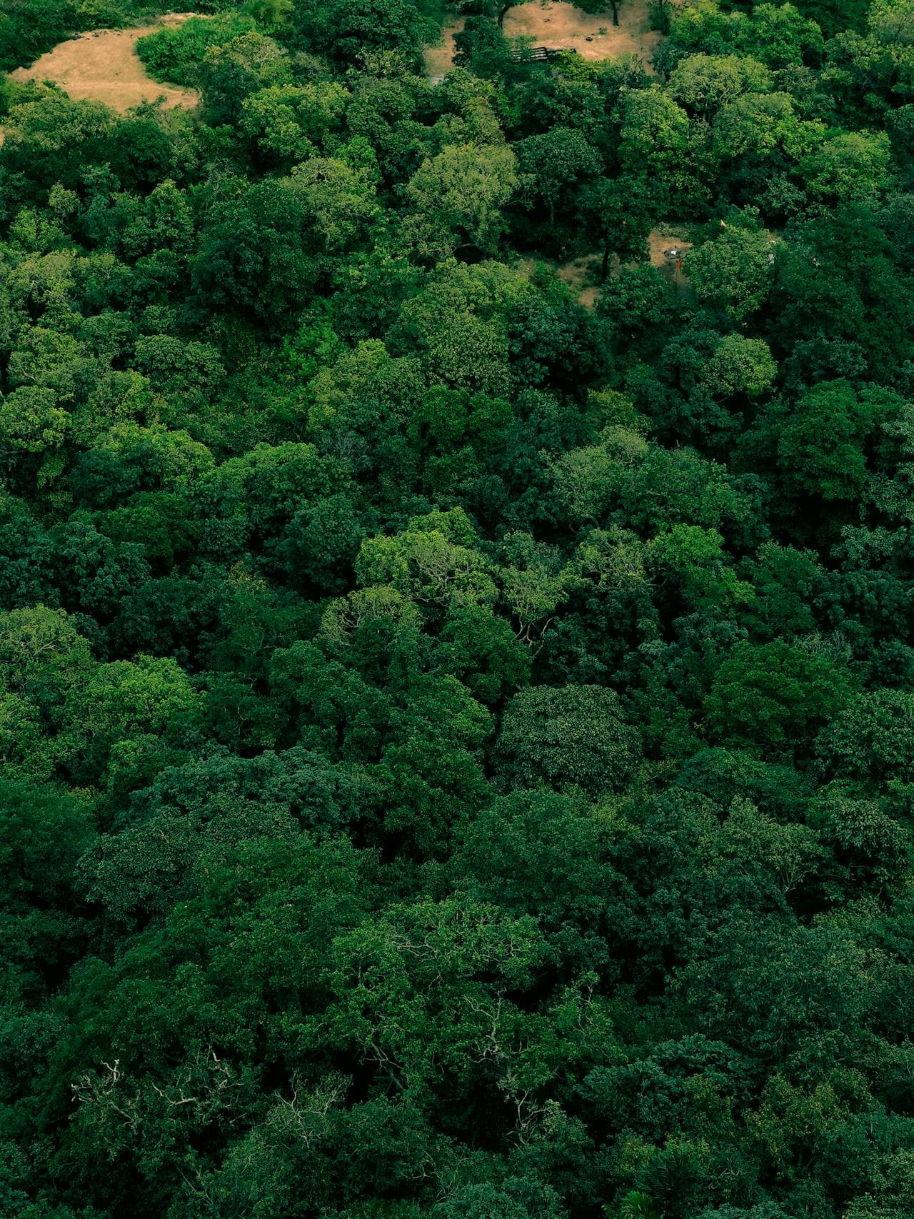 Forest monitoring and carbon sequestration