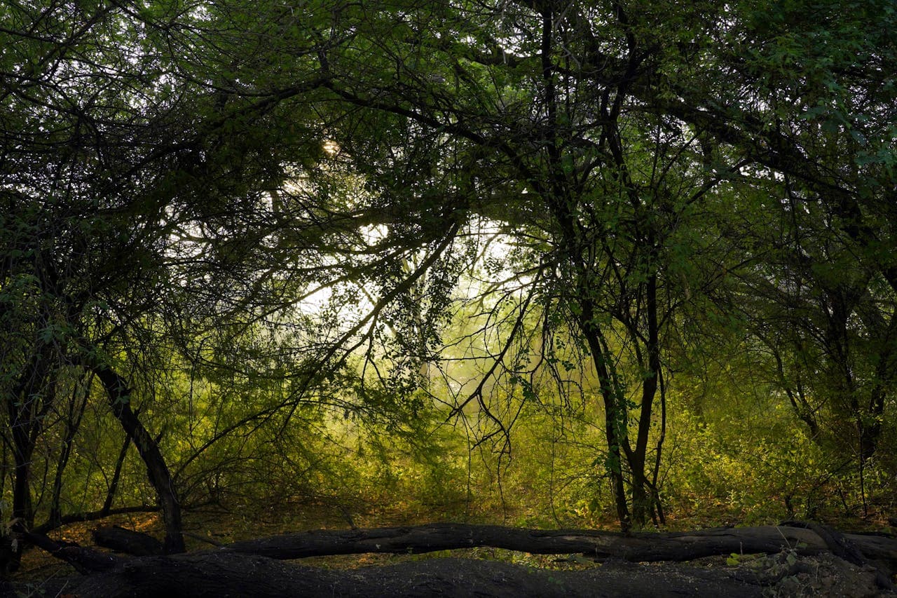Nature Based Solutions Intelligence
